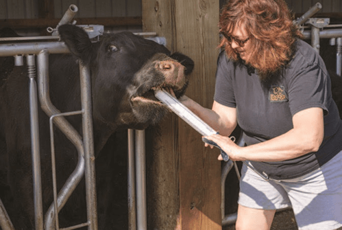 動物医療用シリンジのご紹介<br>～牛、馬、ペットなどへの薬剤投与をサポート～